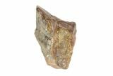 Triceratops Shed Tooth - Montana #72508-1